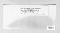 Melampsora medusae image